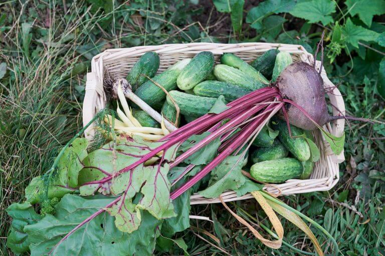 green and purple vegetable on white woven basket