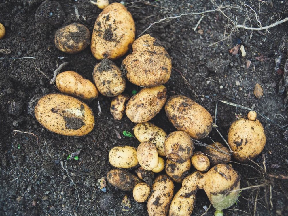 a pile of potatoes sitting on top of a dirt field