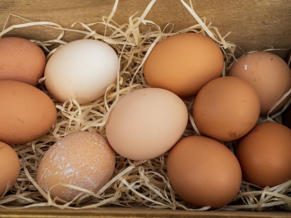 brown egg on brown nest